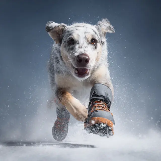 Winter Dog Shoes That Stay On Active Paws - Winter Dog Shoes | Laravel