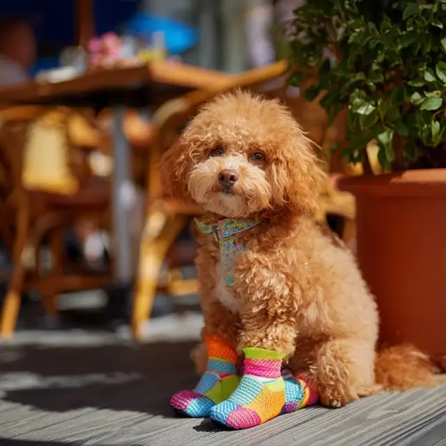 Trendy Summer Dog Shoes for Fashionable Pups - Summer Dog Shoes | Laravel