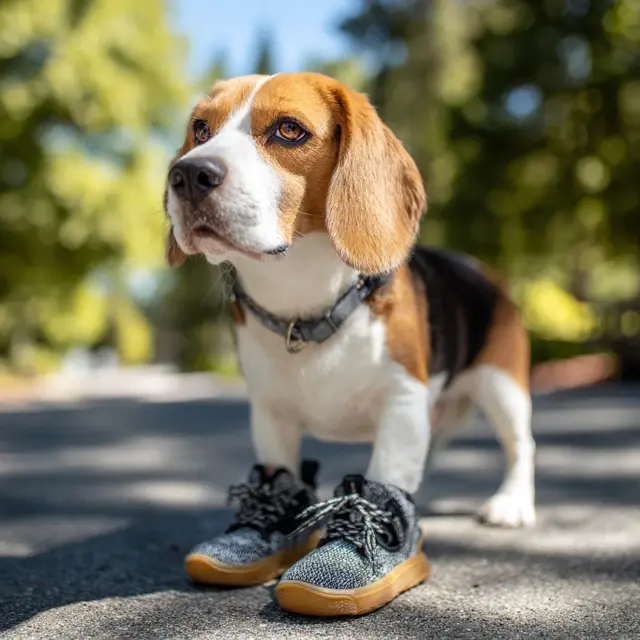 Affordable Summer Dog Shoes for Every Budget - Summer Dog Shoes | Laravel