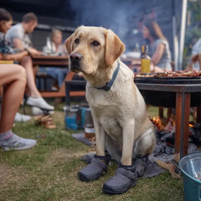 Dog Shoes That Keep Paws Safe at Barbecues - Summer Dog Shoes | Laravel