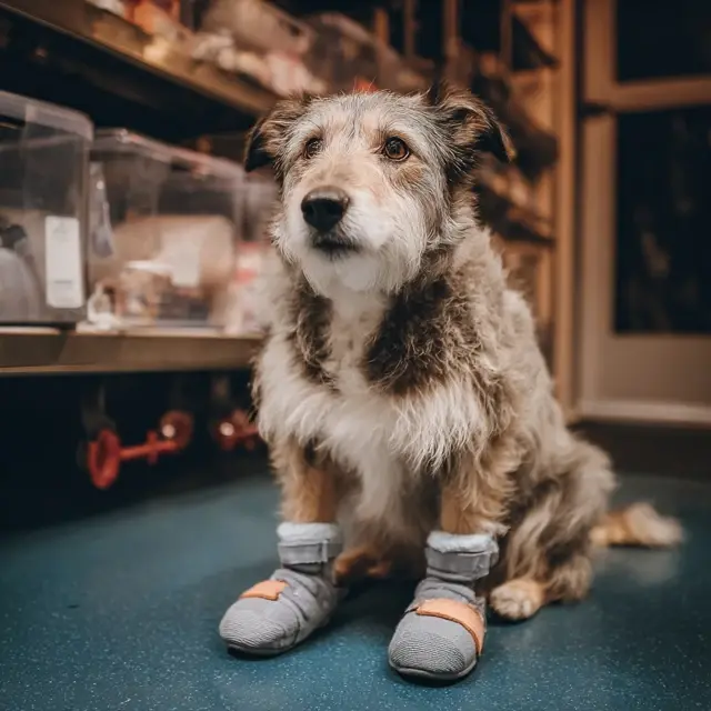 Veterinarian Recommended Dog Shoes for Recovery - Medical Dog Shoes | Laravel