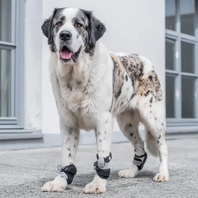 Medical Dog Shoes That Support Dogs With Hip Dysplasia - Medical Dog Shoes | Laravel
