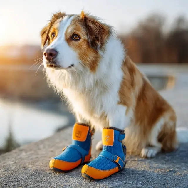 Protective Dog Shoes for Dogs With Skin Conditions - Medical Dog Shoes | Laravel