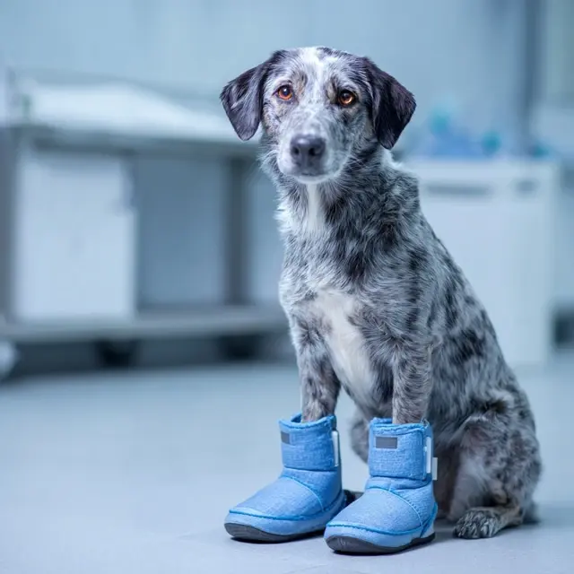 Dog Shoes That Protect Surgical Stitches and Paw Wounds - Medical Dog Shoes | Laravel