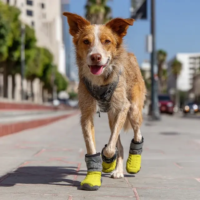 Dog Shoes That Protect Paws on Pavement - Everyday Dog Shoes | Laravel