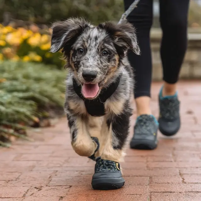 Everyday Dog Shoes That Prevent Paw Injuries - Everyday Dog Shoes | Laravel